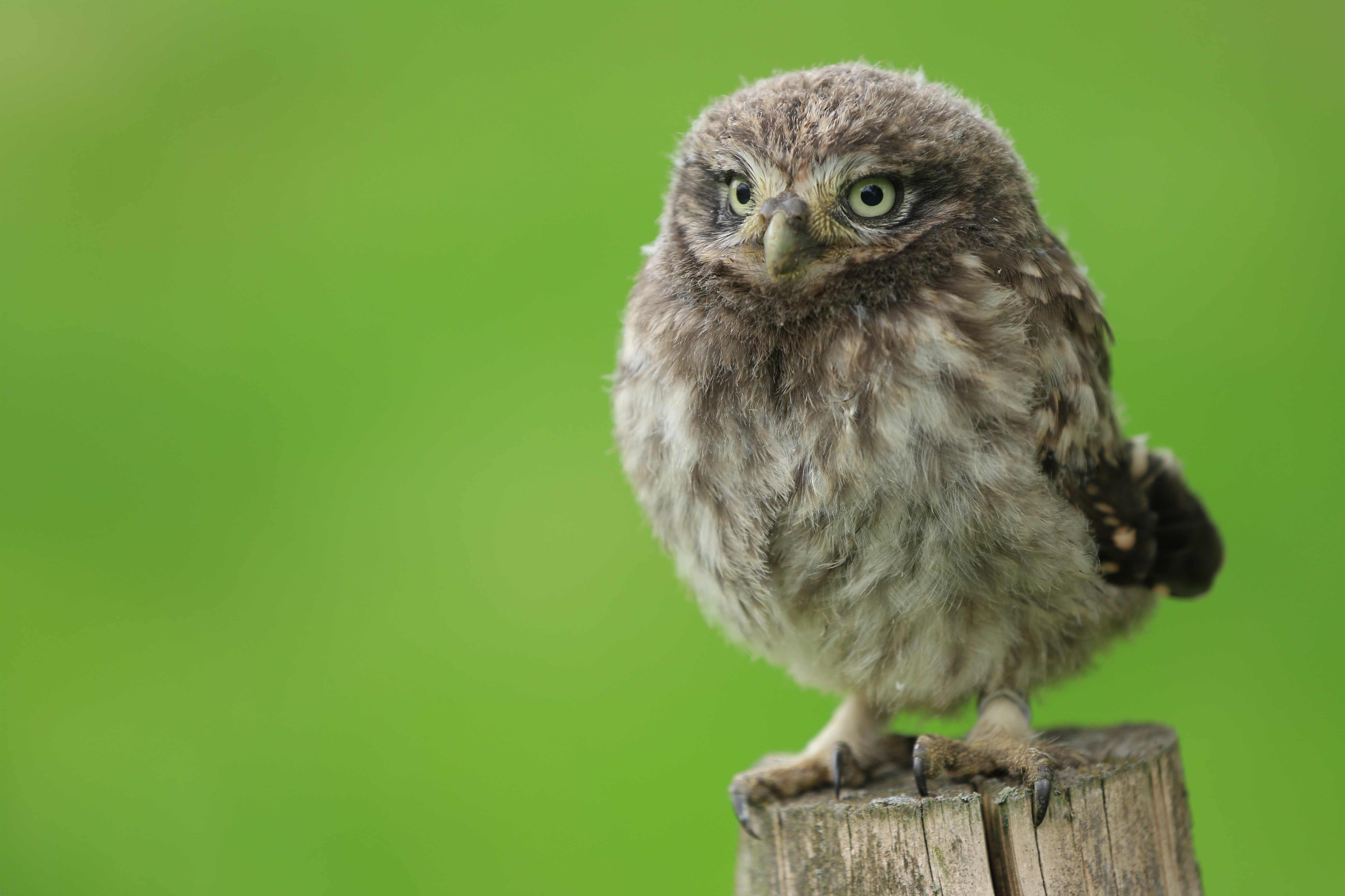 Ein Steinkauz sitzt auf einem Baumstumpf.